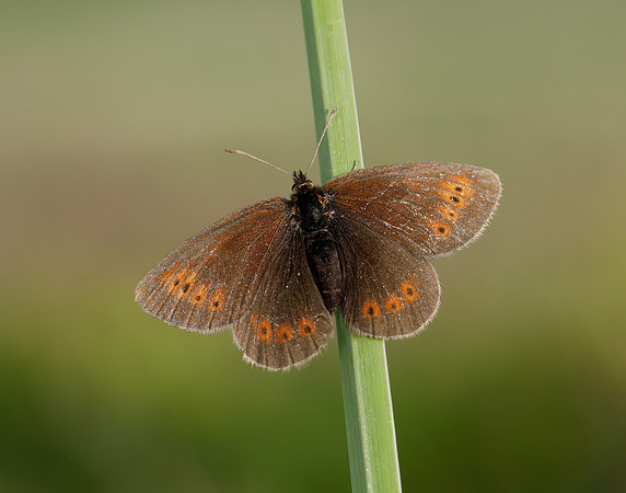 Mountain Ringlet Erebia epiphron