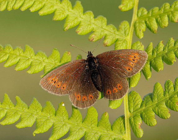 Mountain Ringlet Erebia epiphron