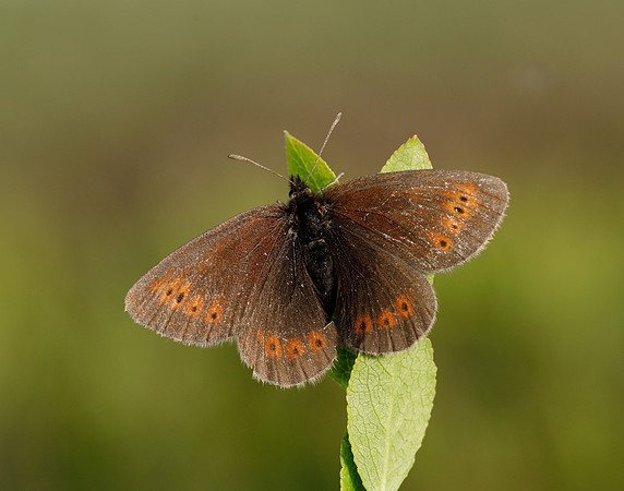 Mountain Ringlet Erebia epiphron