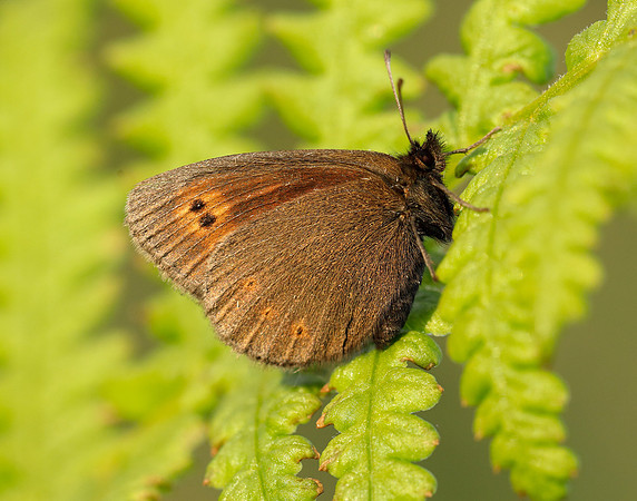Mountain Ringlet Erebia epiphron