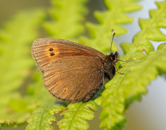 Mountain Ringlet Erebia epiphron