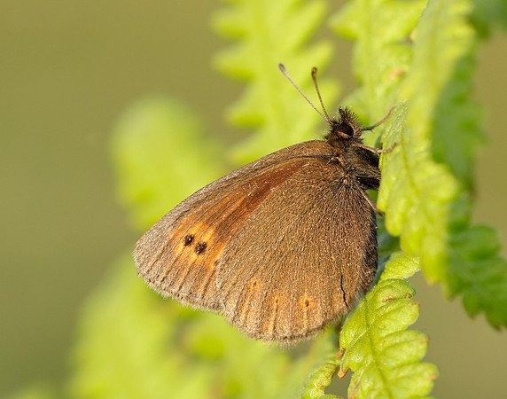 Mountain Ringlet Erebia epiphron
