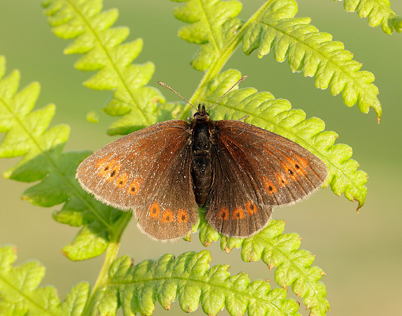Mountain Ringlet Erebia epiphron