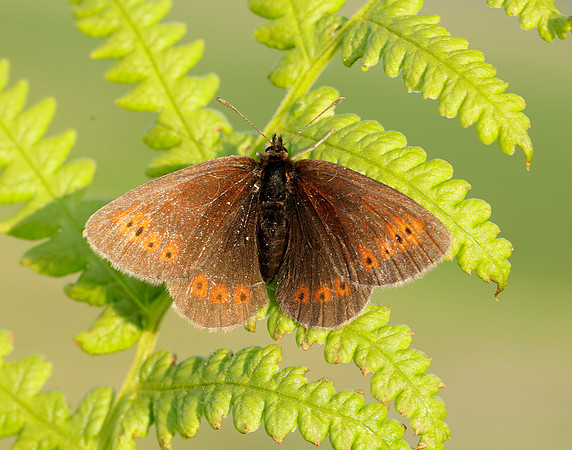 Mountain Ringlet Erebia epiphron