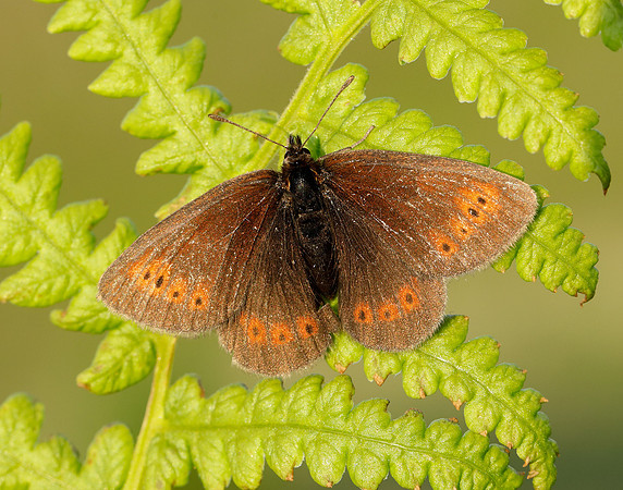 Mountain Ringlet Erebia epiphron