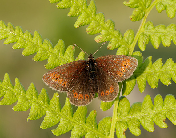 Mountain Ringlet Erebia epiphron