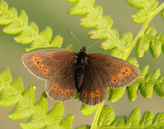 Mountain Ringlet Erebia epiphron