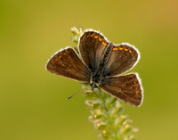 Northern Brown Argus Aricia artaxerxes salmacis