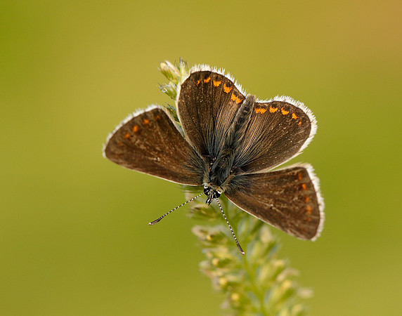 Northern Brown Argus Aricia artaxerxes salmacis