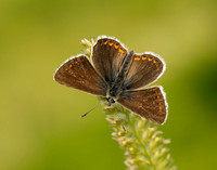 Northern Brown Argus Aricia artaxerxes salmacis
