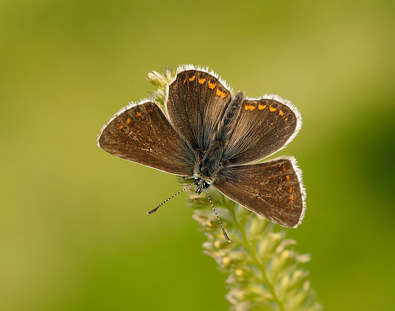 Northern Brown Argus Aricia artaxerxes salmacis
