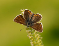 Northern Brown Argus Aricia artaxerxes salmacis