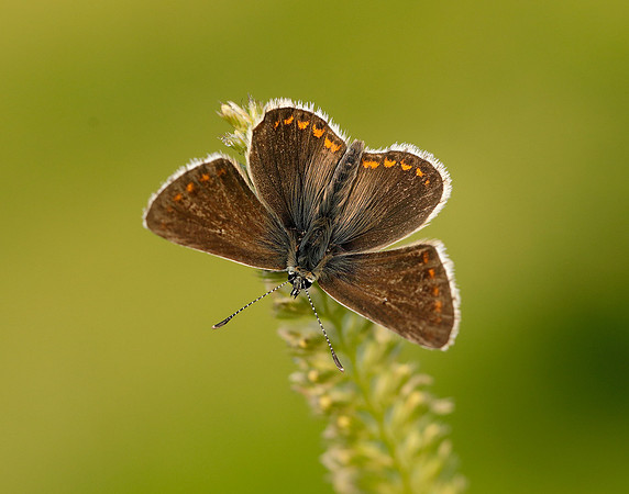Northern Brown Argus Aricia artaxerxes salmacis