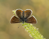 Northern Brown Argus Aricia artaxerxes salmacis