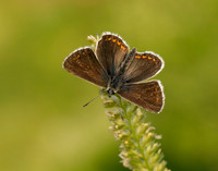 Northern Brown Argus Aricia artaxerxes salmacis