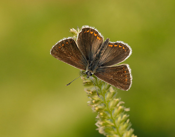 Northern Brown Argus Aricia artaxerxes salmacis