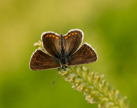 Northern Brown Argus Aricia artaxerxes salmacis
