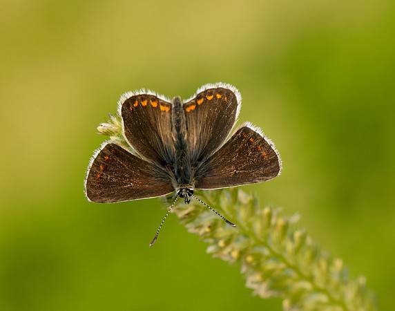 Northern Brown Argus Aricia artaxerxes salmacis