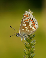 Northern Brown Argus Aricia artaxerxes salmacis