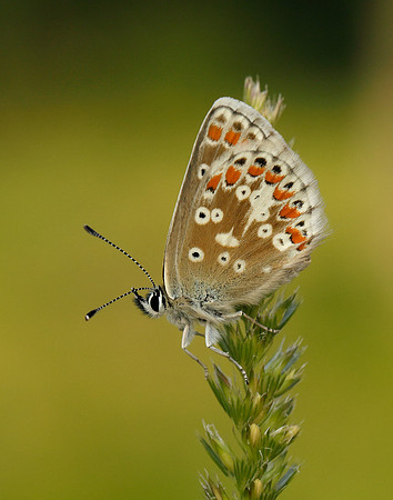 Northern Brown Argus Aricia artaxerxes salmacis