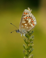 Northern Brown Argus Aricia artaxerxes salmacis