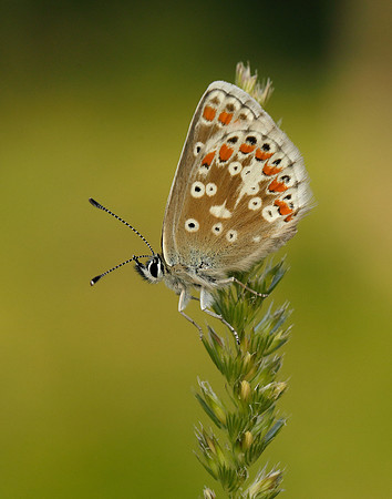 Northern Brown Argus Aricia artaxerxes salmacis