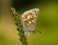 Northern Brown Argus Aricia artaxerxes salmacis