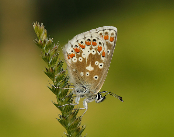 Northern Brown Argus Aricia artaxerxes salmacis
