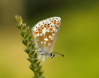 Northern Brown Argus Aricia artaxerxes salmacis