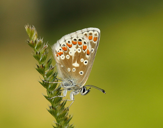 Northern Brown Argus Aricia artaxerxes salmacis