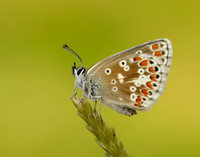 Northern Brown Argus Aricia artaxerxes salmacis