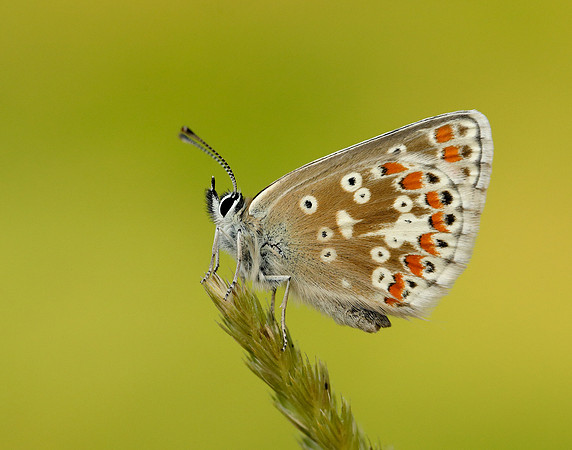 Northern Brown Argus Aricia artaxerxes salmacis