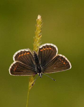 Northern Brown Argus Aricia artaxerxes salmacis