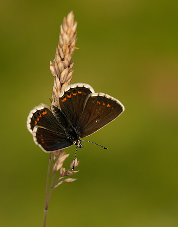 Northern Brown Argus Aricia artaxerxes salmacis
