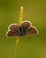 Northern Brown Argus Aricia artaxerxes salmacis