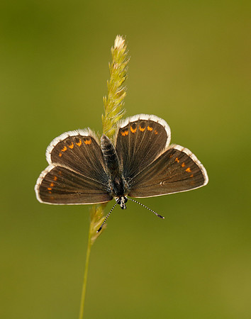 Northern Brown Argus Aricia artaxerxes salmacis