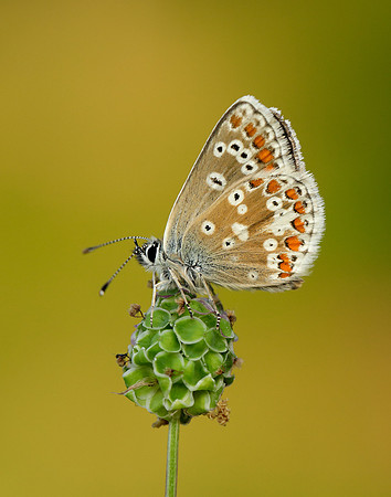 Northern Brown Argus Aricia artaxerxes salmacis