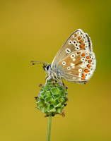 Northern Brown Argus Aricia artaxerxes salmacis