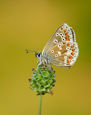 Northern Brown Argus Aricia artaxerxes salmacis