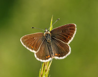 Northern Brown Argus Aricia artaxerxes salmacis