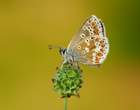 Northern Brown Argus Aricia artaxerxes salmacis
