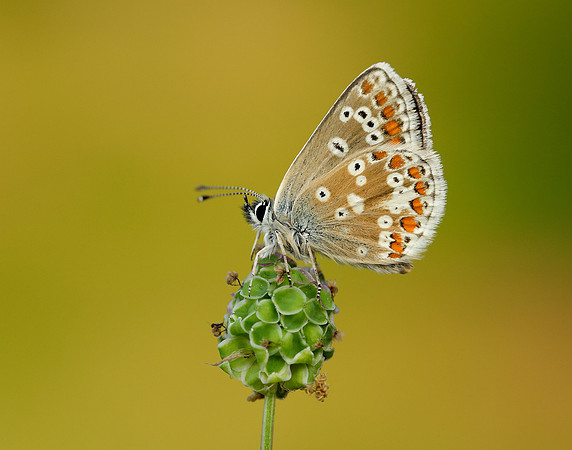 Northern Brown Argus Aricia artaxerxes salmacis