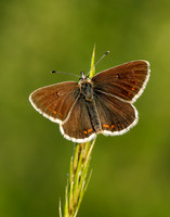 Northern Brown Argus Aricia artaxerxes salmacis