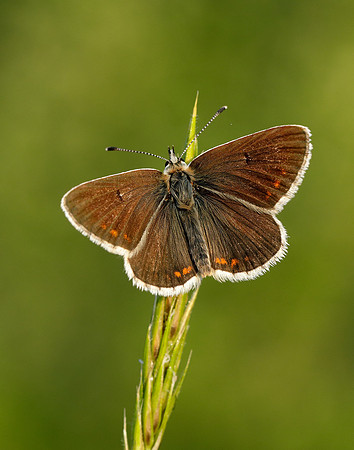 Northern Brown Argus Aricia artaxerxes salmacis