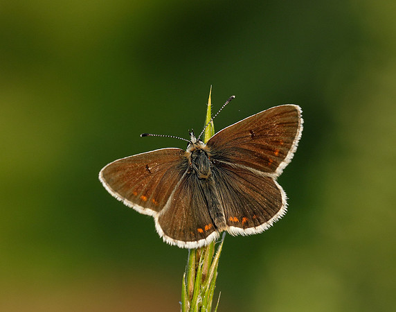 Northern Brown Argus Aricia artaxerxes salmacis