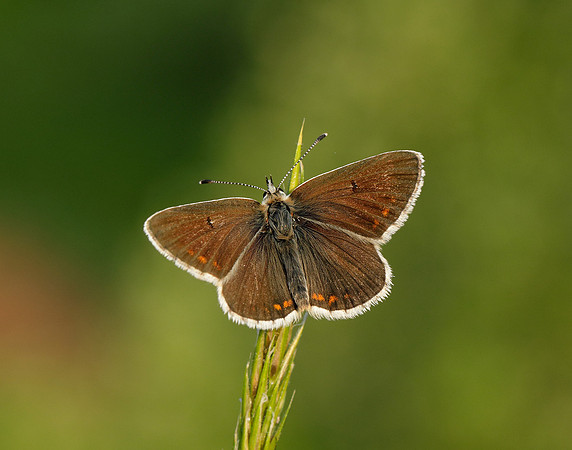 Northern Brown Argus Aricia artaxerxes salmacis