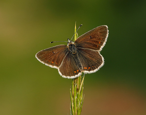 Northern Brown Argus Aricia artaxerxes salmacis