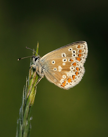 Northern Brown Argus Aricia artaxerxes salmacis