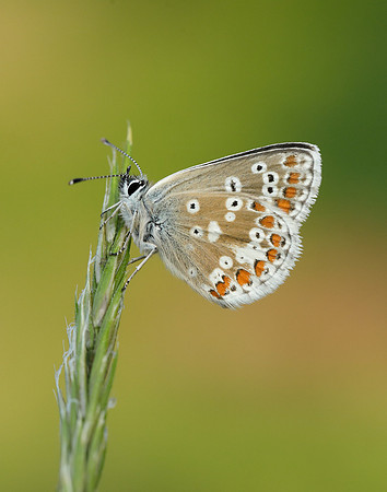 Northern Brown Argus Aricia artaxerxes salmacis