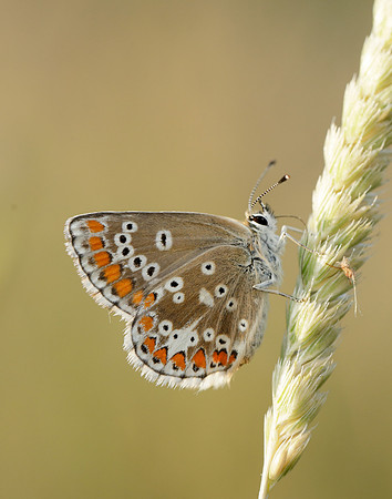 Northern Brown Argus Aricia artaxerxes salmacis
